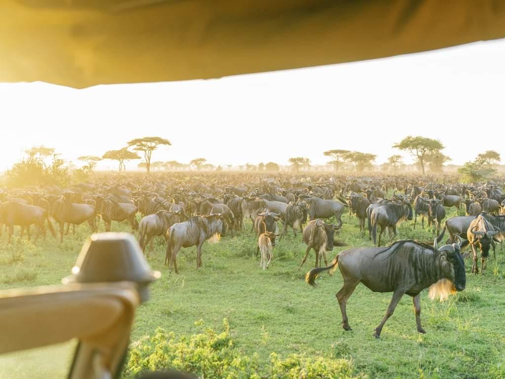 Ultimate 3 Days Ndutu Migration Safari 2026, 2027 & 2028