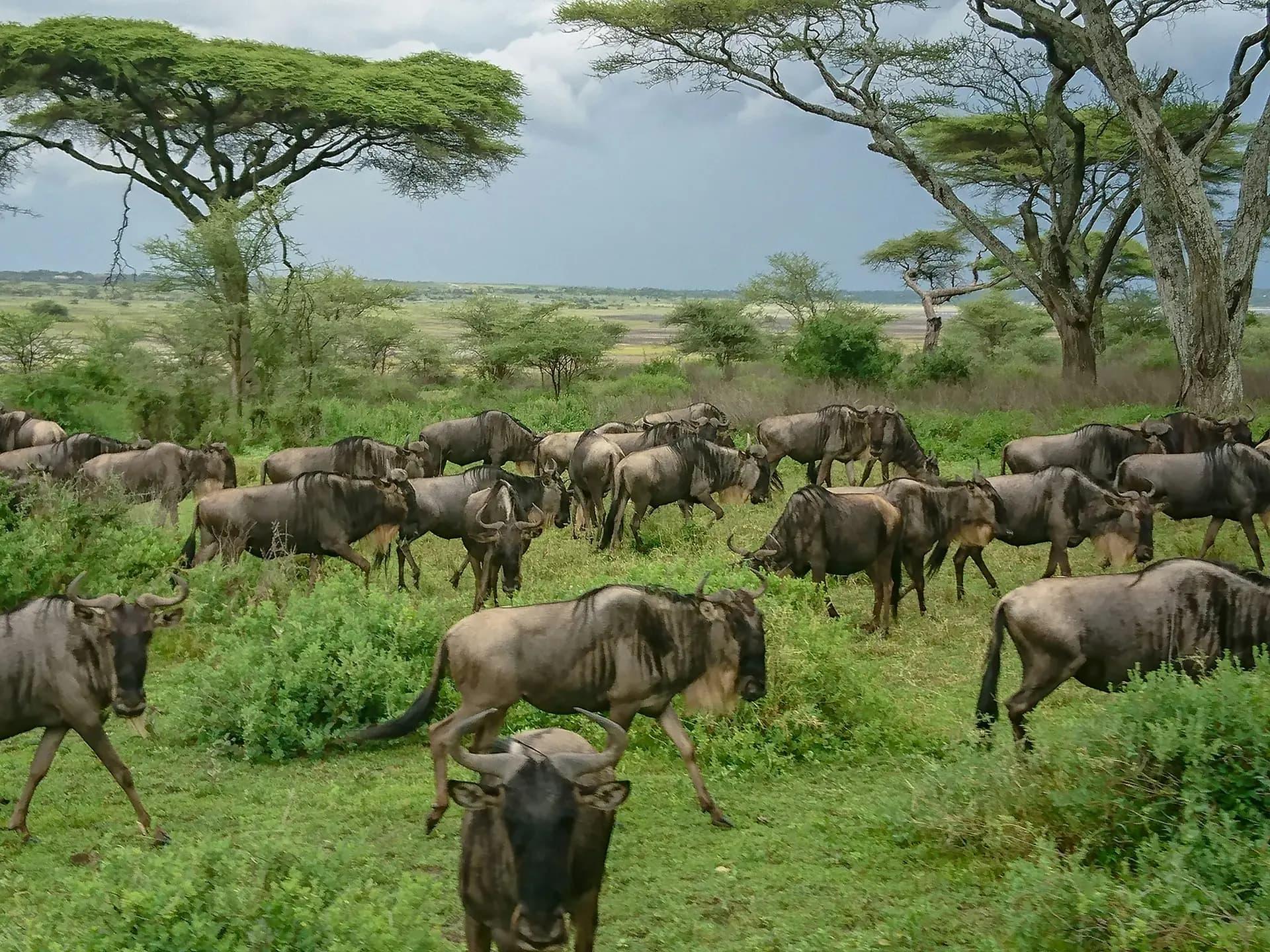 Ultimate 4 Days Ndutu Migration Safari 2026, 2027 & 2028
