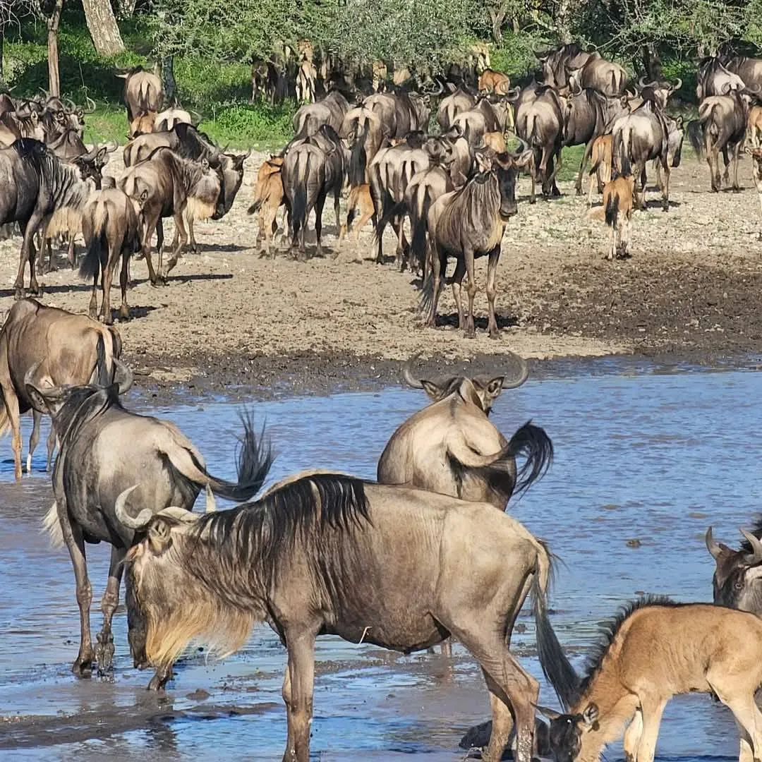 Great Migration safari