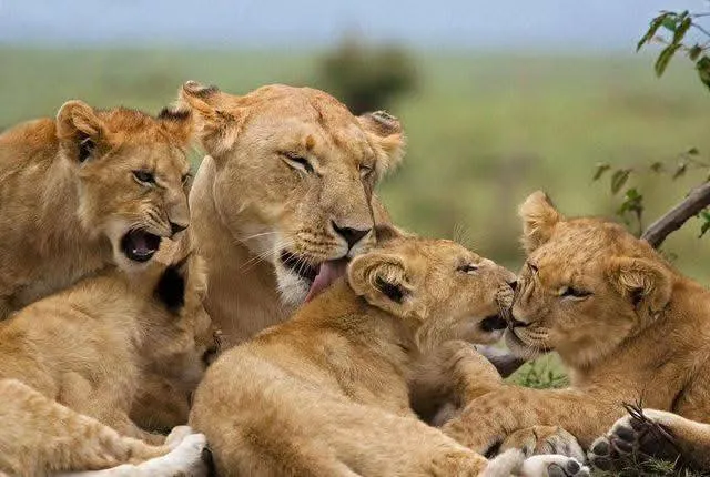 Kenya and Tanzania safari