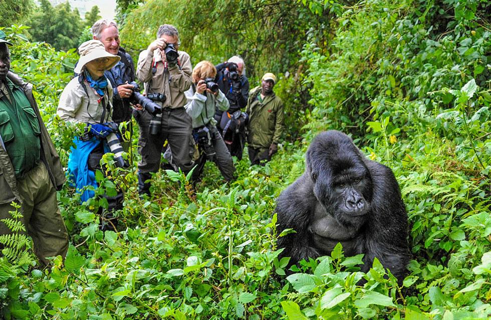 Gorilla trekking
