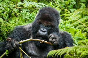 unforgettable Kenya and Rwanda safari packages