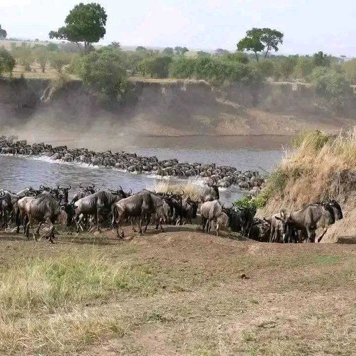 8 Days Northern Serengeti Mara River Crossing Safari in August 2027, 2028 & 2029 | Africa Combo Tours  