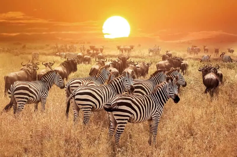 Big Five safari