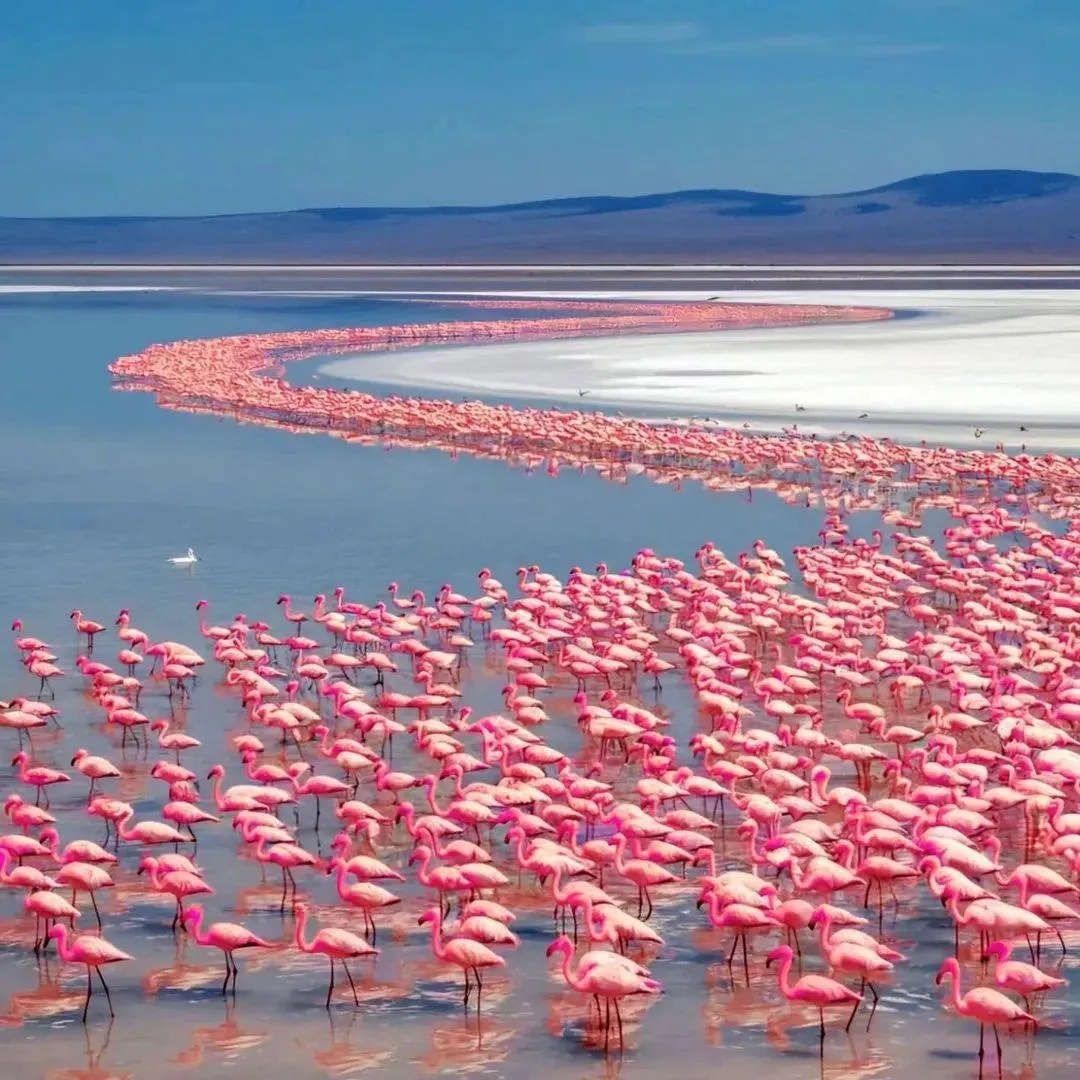 Best Kenya and Rwanda combined safari packages