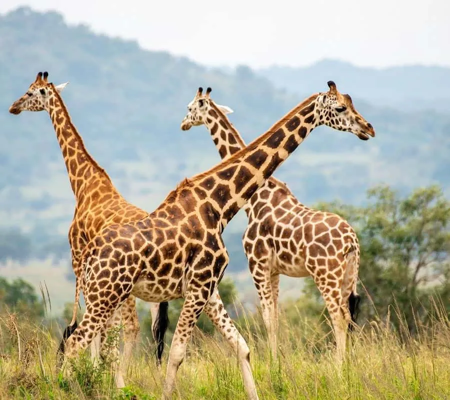 Best Kenya and Rwanda combined safari packages