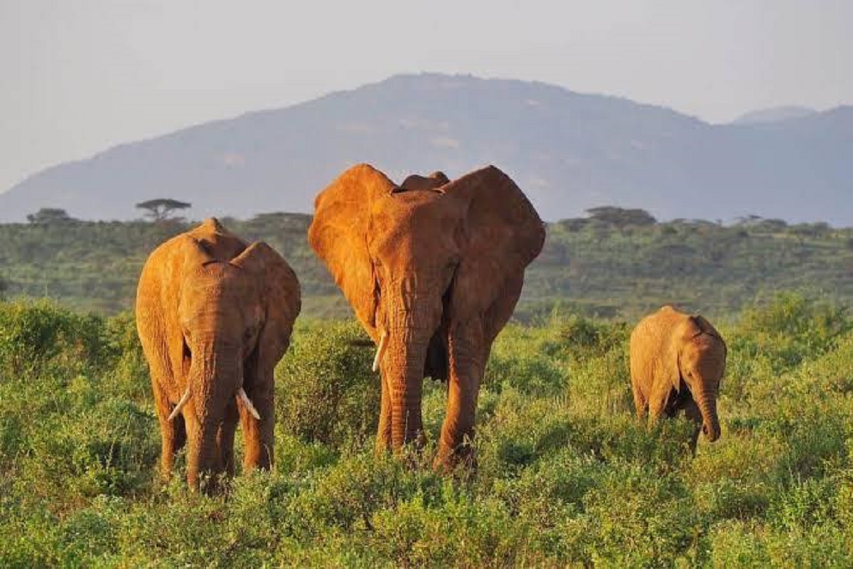 Kenya safari
