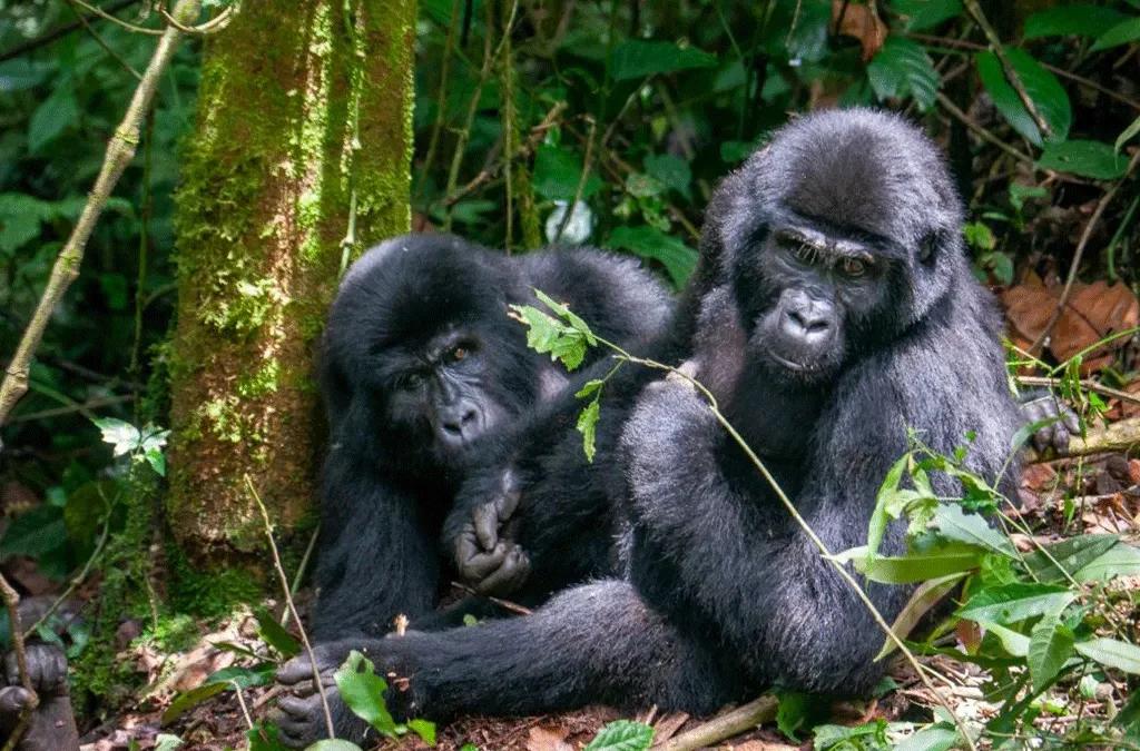 Rwanda gorilla trekking and Kenya safari