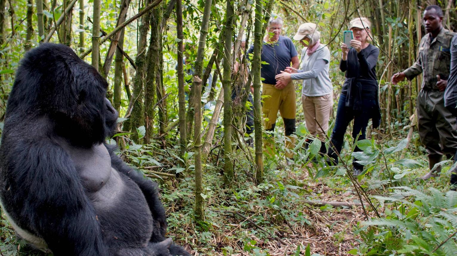 unforgettable Kenya and Rwanda safari packages