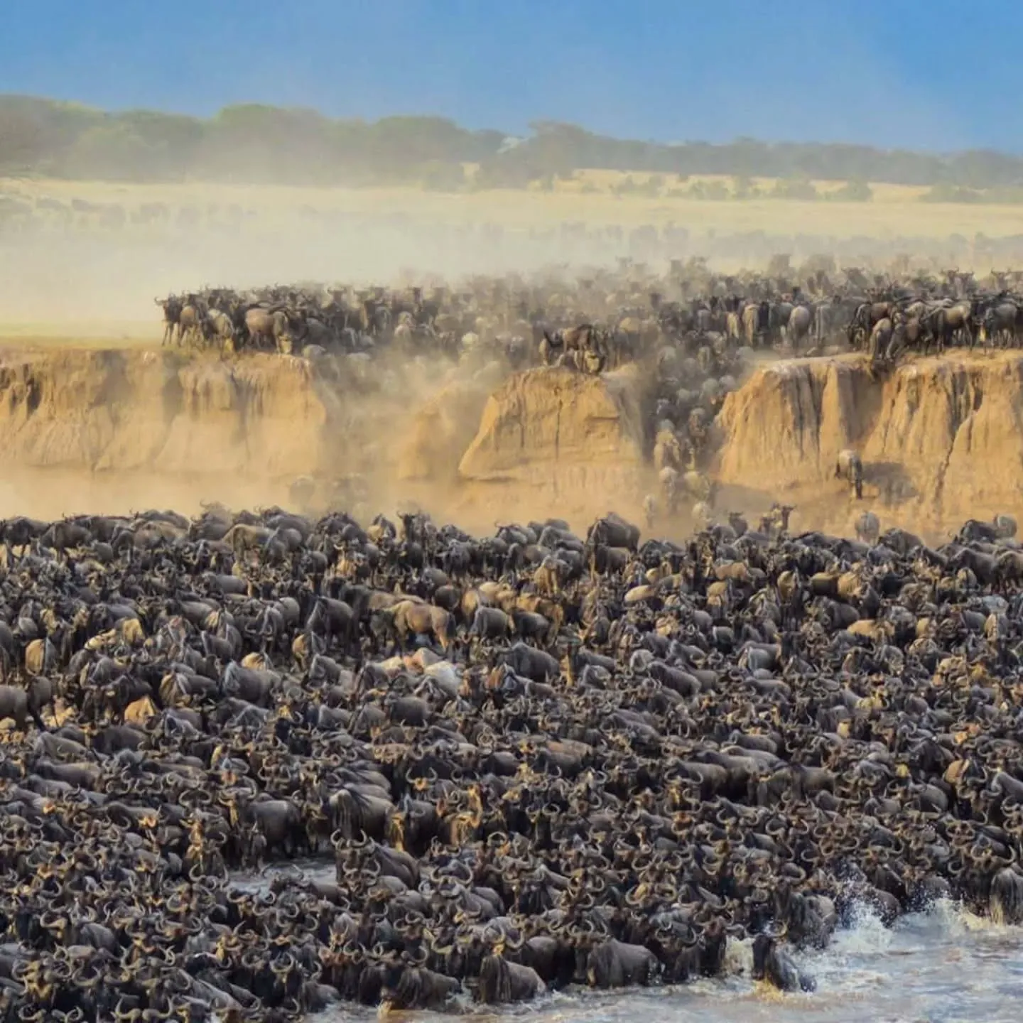 8 Days Northern Serengeti Mara River Crossing Safari in August 2027, 2028 & 2029 | Africa Combo Tours  