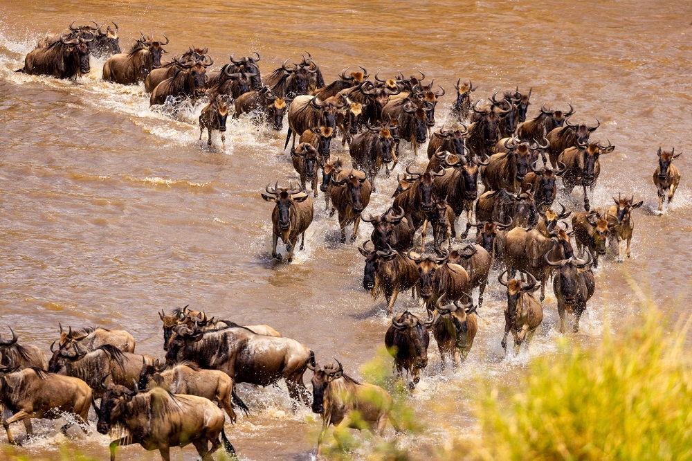 Great Migration in Serengeti